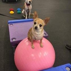 Dogsmartz Unleashed - Roxie and Venture