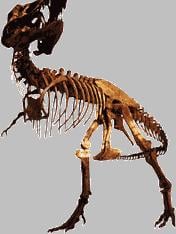 University of California Museum of Paleontology by null