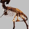 Museum of Paleontology gift card