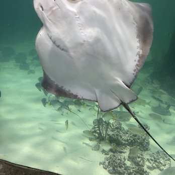 SeaQuest - Folsom - Stingray - Aquariums Near Me - Folsom, California SeaQuest - Folsom - Stingray - Aquariums Near Me - Folsom, California