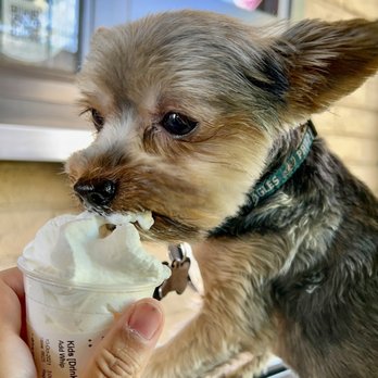 Starbucks - Loki LOVES his Puppachino!! - Coffee & Tea Near Me - Rancho Cucamonga, California Starbucks - Loki LOVES his Puppachino!! - Coffee & Tea Near Me - Rancho Cucamonga, California