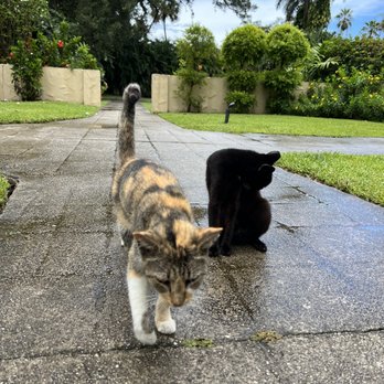 The Ancient Spanish Monastery - feral cats - Museums Near Me - North Miami Beach, Florida The Ancient Spanish Monastery - feral cats - Museums Near Me - North Miami Beach, Florida