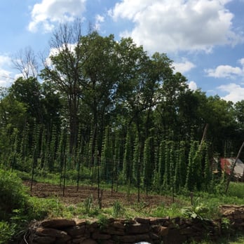 Scratch Brewing Company - Hops growing 20' from where I'm drinking them! - Breweries Near Me - Ava, Illinois Scratch Brewing Company - Hops growing 20' from where I'm drinking them! - Breweries Near Me - Ava, Illinois