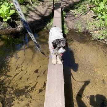 McLean Game Refuge - Ms. Cooks and her agility. - Hiking Near Me - Granby, Connecticut