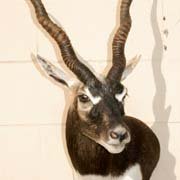 Professional Taxidermist Studio - taxidermy in Cedar Park, TX