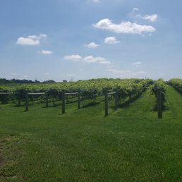 The beautiful vines at Chateau de Pique.