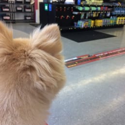 Very calm environment for small dogs