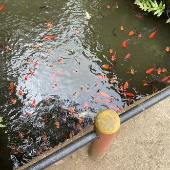 Byodo-In Temple - Koi - Buddhist Temples Near Me - Kaneohe, Hawaii