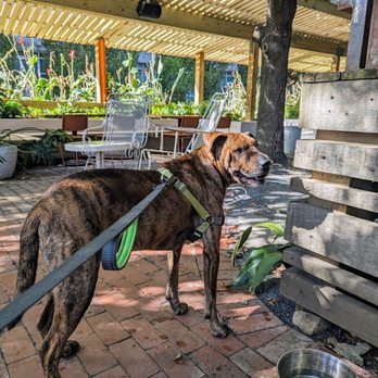 Muchacho - Dog friendly patio - Tacos Near Me - Atlanta, Georgia