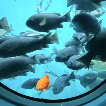 Catalina Adventure Tours - Tours Near Me - Avalon, California