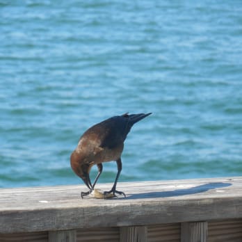 Gulf State Park Pier - This bird seems to be enjoying a snack (shrimp?) it caught. - Parks Near Me - Gulf Shores, Alabama Gulf State Park Pier - This bird seems to be enjoying a snack (shrimp?) it caught. - Parks Near Me - Gulf Shores, Alabama