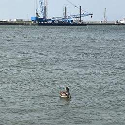 Pelican Pelican