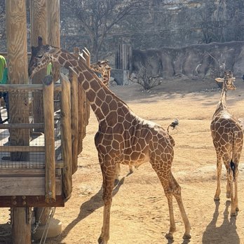 San Antonio Zoo - Zoos Near Me - San Antonio, Texas