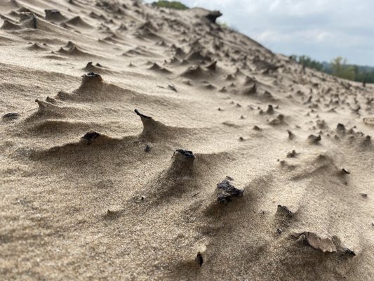 Warren Dunes State Park by null