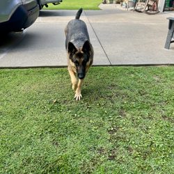 Trinity Island Veterinary Clinic - Zena