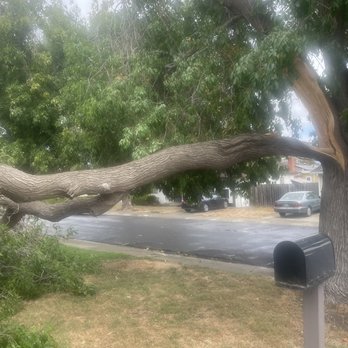JMV Tree Service - Tree Services Near Me - Hayward, California