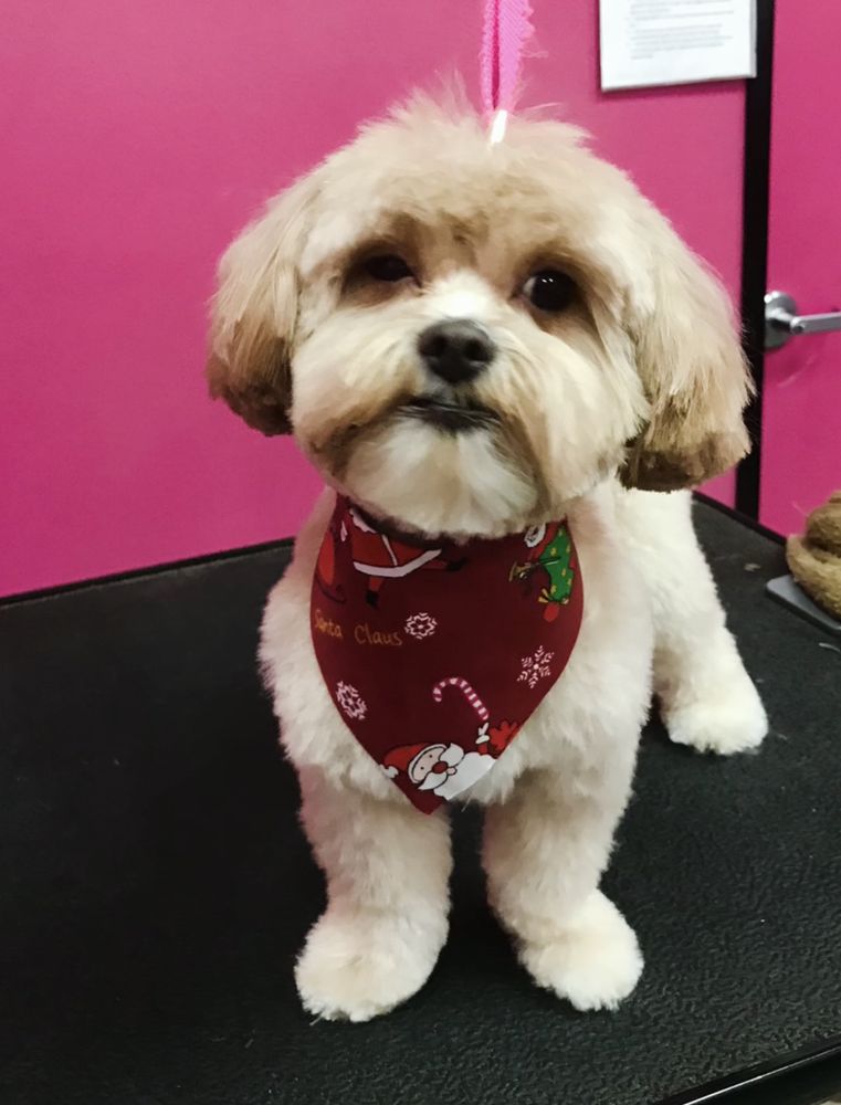WOOF GANG BAKERY & GROOMING HENDERSON 866 Photos & 448 Reviews 9500