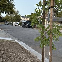 Newark Tree Service - Newly planted tree