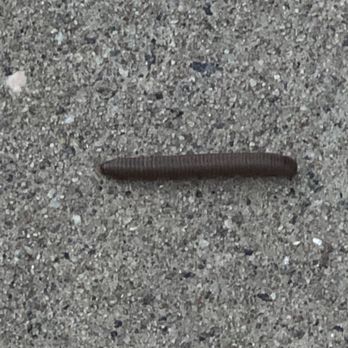 Poole's Mill Park - Bug - Parks Near Me - Ball Ground, Georgia