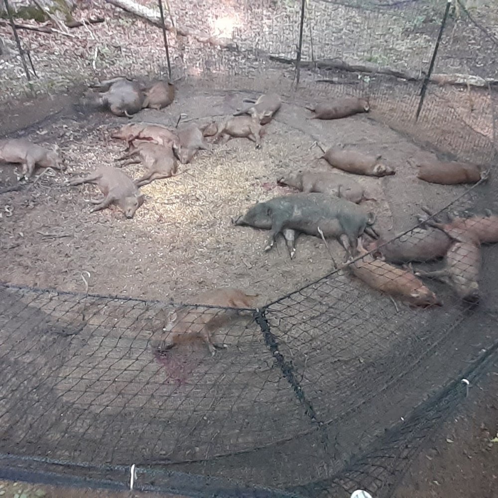 CAROLINA HOG STOPPER Rockingham, North Carolina Wildlife Control Phone Number Yelp