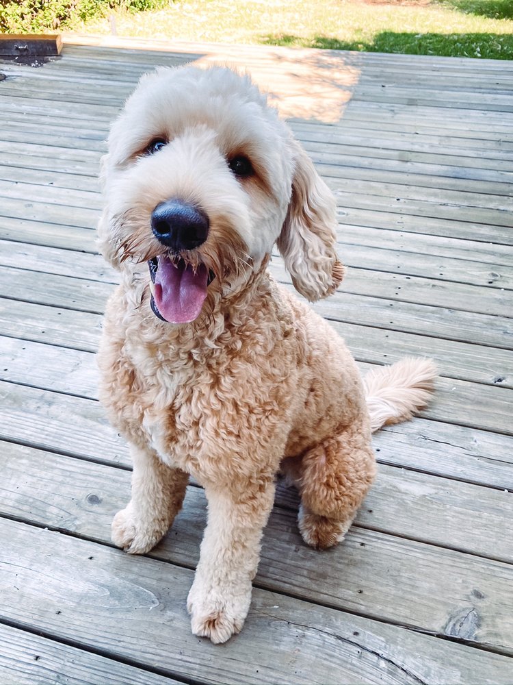 Gabi’s Pet Care - pet boarding facility in New Orleans, LA
