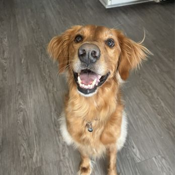 Paws Chateau - Pet Sitting Near Me - Huntington Beach, California Paws Chateau - Pet Sitting Near Me - Huntington Beach, California