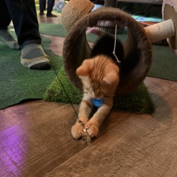 Cats & Crystals - Kitten playing - Pet Adoption Near Me - Oceanside, California