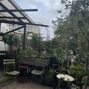 Highwire Coffee Roasters - Garden seating - Coffee Roasteries Near Me - Albany, California