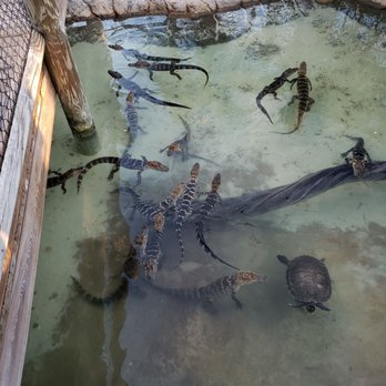 Congo River Golf - Baby gators - Arcades Near Me - Altamonte Springs, Florida Congo River Golf - Baby gators - Arcades Near Me - Altamonte Springs, Florida