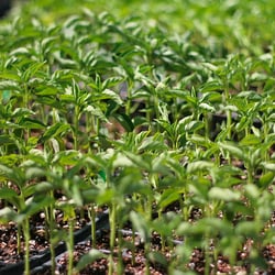 Bay Area Green Tours - In the green house