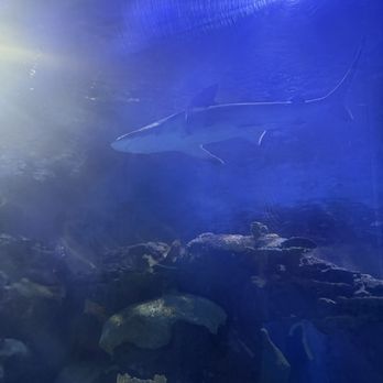 Downtown Aquarium - Sharks - Seafood Near Me - Houston, Texas Downtown Aquarium - Sharks - Seafood Near Me - Houston, Texas