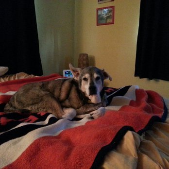 Heaven Scent Pet Sitting - Pet Sitting Near Me