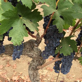 Robert Biale Vineyards - Wine Tours Near Me - Napa, California