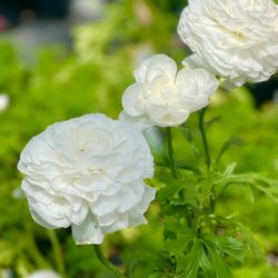 Holly Acres Nursery and Garden Center