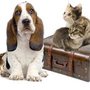 Photo of Pet Travel Store