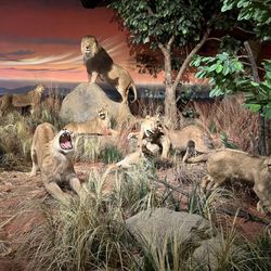 Rolling Hills Zoo - Diorama
