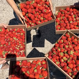 Strawberries Strawberries
