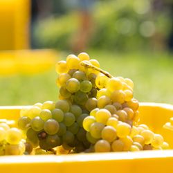 7 Vines Vineyard