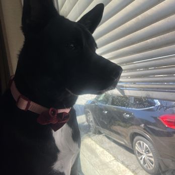 The Pet Set - Pet Sitting Near Me - Long Beach, California