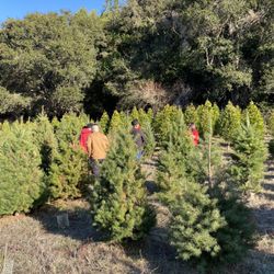 Castro Valley Christmas Tree Farm