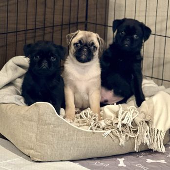 Dogs Without Borders - Community Service/Non-Profit Near Me