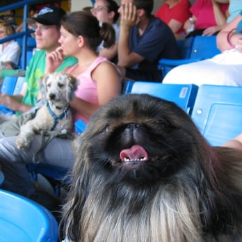 Toronto Blue Jays - Professional Sports Teams Near Me - Toronto, Ontario