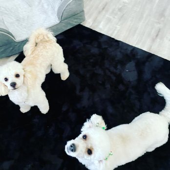 MercaDog - Pet Groomers Near Me - Chino, California