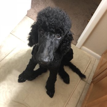 Doggie Doos Grooming - Miss Jennifer did a great job! - Pet Groomers Near Me - Phoenix, Arizona