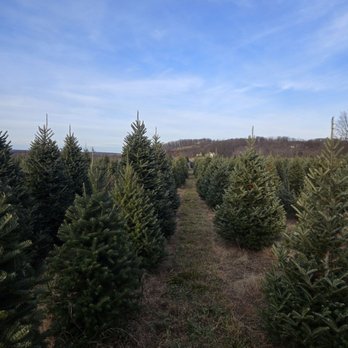Beck Tree Farms - Christmas Trees Near Me - Hamburg, Pennsylvania Beck Tree Farms - Christmas Trees Near Me - Hamburg, Pennsylvania