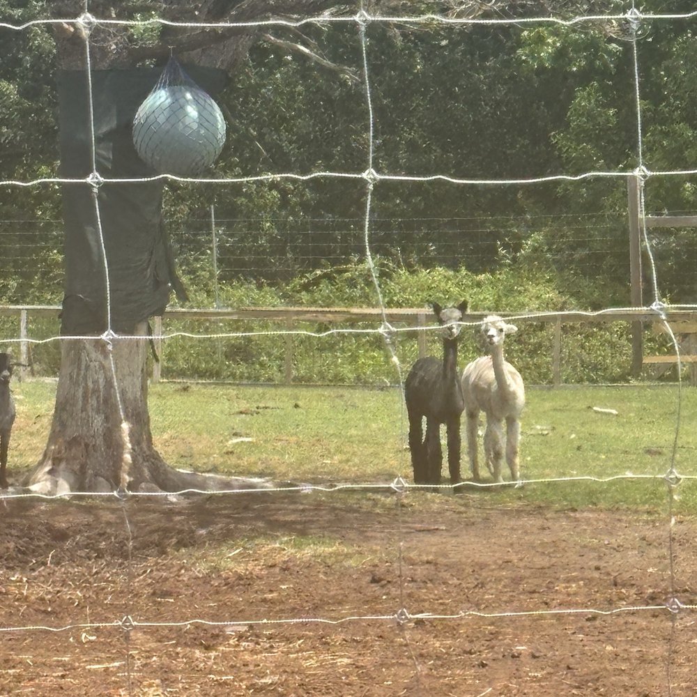 Coastal Wilds - Petting Zoos Near Me - Frankford, Delaware Coastal Wilds - Petting Zoos Near Me - Frankford, Delaware