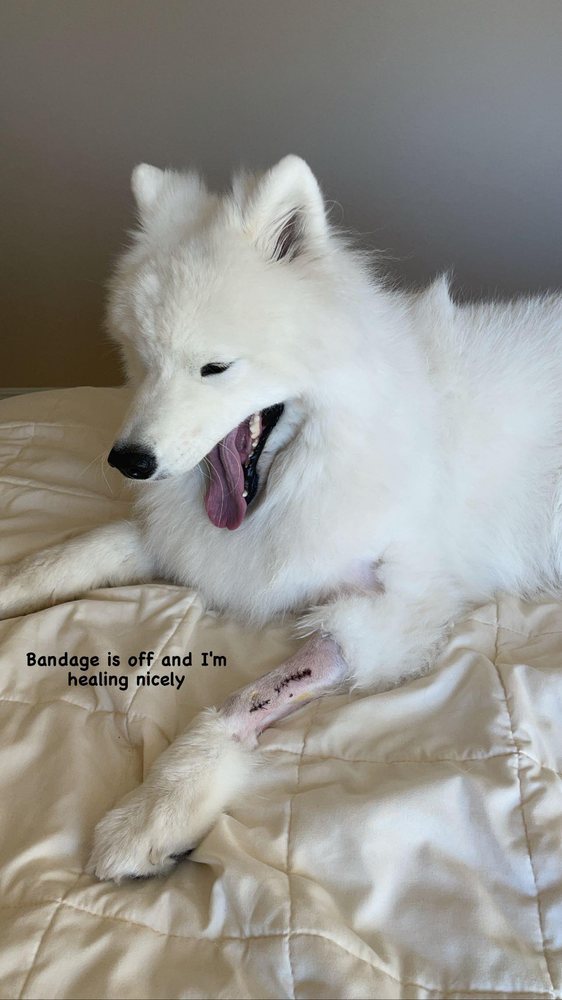 NORWOOD ESTATE DOG PARK Updated September 2024 68 Photos & 135