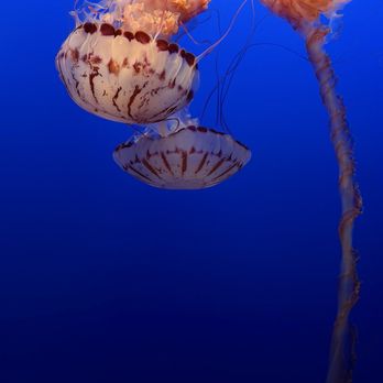 Monterey Bay Aquarium - Aquariums Near Me - Monterey, California Monterey Bay Aquarium - Aquariums Near Me - Monterey, California