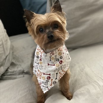 Pet Spaw - After!!! - Pet Groomers Near Me - Glendora, California Pet Spaw - After!!! - Pet Groomers Near Me - Glendora, California