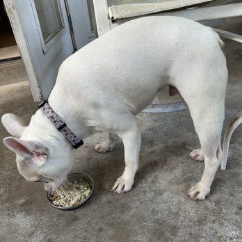 EcoVets - Eating! - Emergency Pet Hospital Near Me - St Augustine, Florida EcoVets - Eating! - Emergency Pet Hospital Near Me - St Augustine, Florida